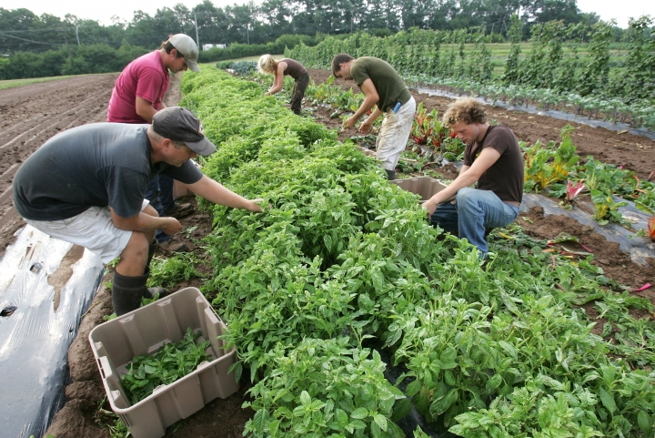 Organic farming can feed the world until you read the small